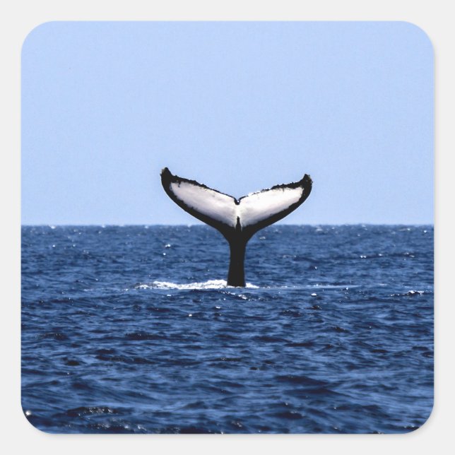 Humpback Whale in Ocean Square Sticker (Front)