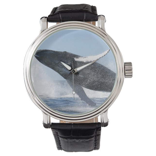 Humpback Whale Jumping High Watch (Front)
