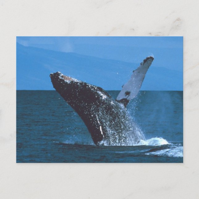 Humpback whale Jumping Postcard (Front)