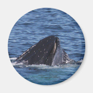 Humpback Whale Magnet