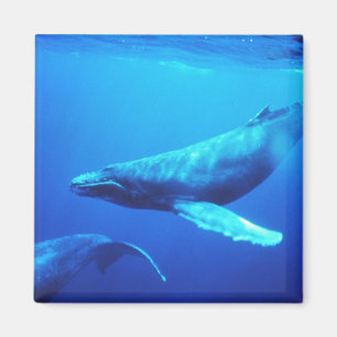 Humpback Whale Magnet