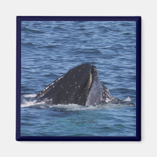 Humpback Whale Magnet