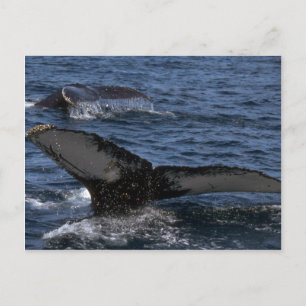 Humpback Whale Pair Postcard
