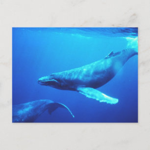 Humpback Whale Postcard