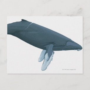 Humpback Whale Postcard
