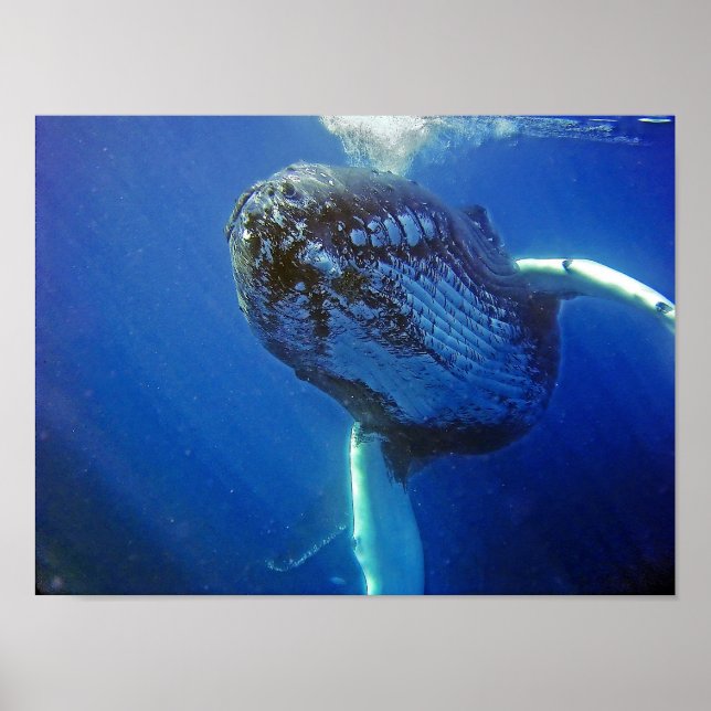 Humpback Whale Poster (Front)