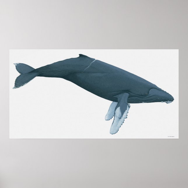 Humpback Whale Poster (Front)