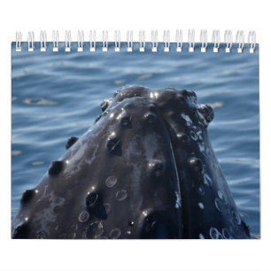 HUMPBACK WHALE QUEENSLAND AUSTRALIA CALENDAR