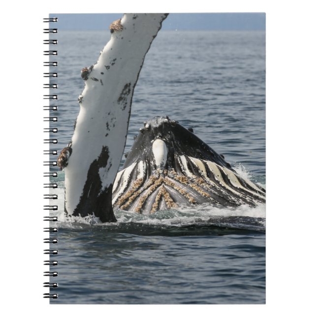 Humpback Whale Spiral Notebook (Front)