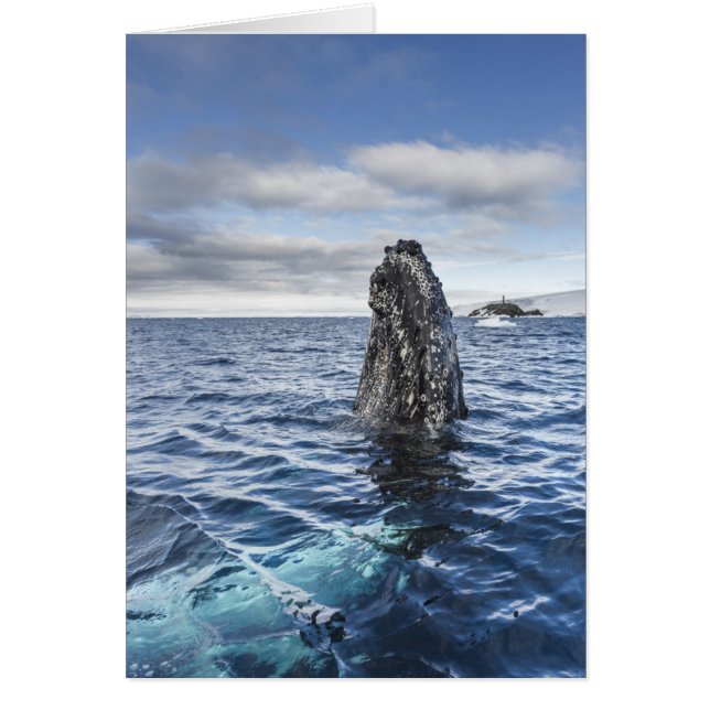 Humpback Whale Spyhops | Hope Bay, Antarctica (Front)