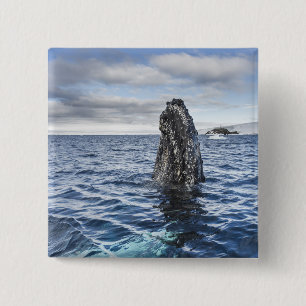 Humpback Whale Spyhops Hope Bay, Antarctica 15 Cm Square Badge
