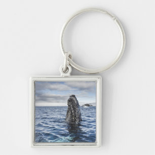 Humpback Whale Spyhops Hope Bay, Antarctica Key Ring