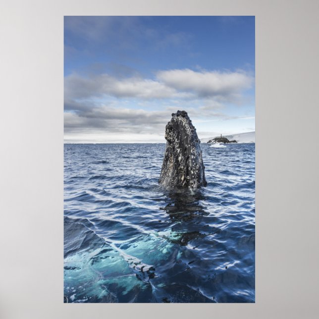 Humpback Whale Spyhops | Hope Bay, Antarctica Poster (Front)