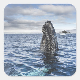 Humpback Whale Spyhops   Hope Bay, Antarctica Square Sticker
