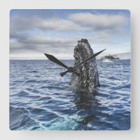 Humpback Whale Spyhops | Hope Bay, Antarctica