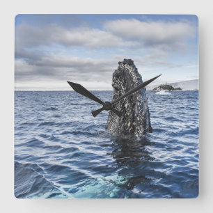 Humpback Whale Spyhops Hope Bay, Antarctica Square Wall Clock