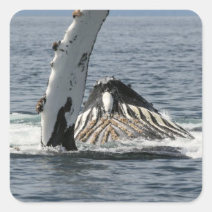 Humpback Whale Square Sticker
