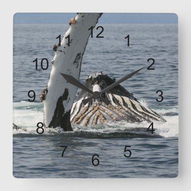 Humpback Whale Square Wall Clock (Front)