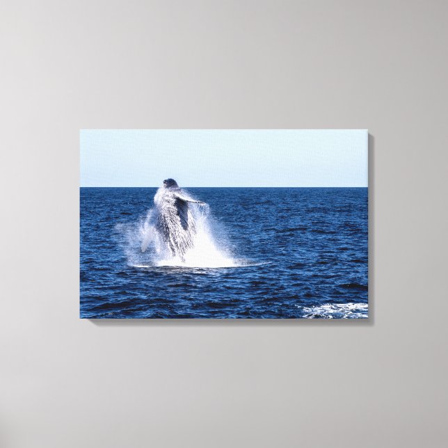 Humpback Whale Stretched Canvas Print (Front)