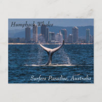 Humpback Whale Tail Fluke Off Surfers Paradise