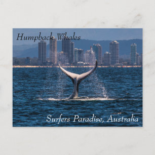 Humpback Whale Tail Fluke Off Surfers Paradise Postcard