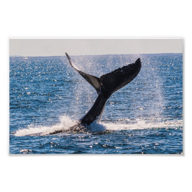 Humpback Whale - Tail Fluke Photo Print (Front)