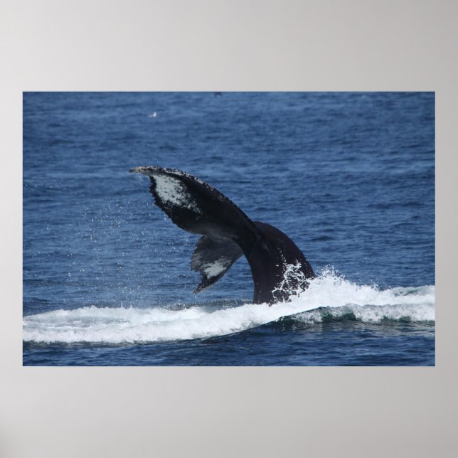 humpback whale tail flukes poster (Front)