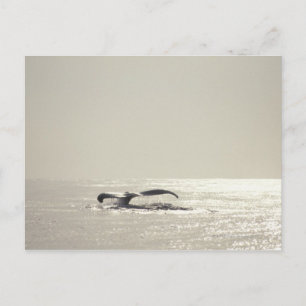 Humpback whale, tail over water surface postcard