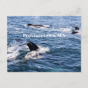 Humpback whale tail Postcard