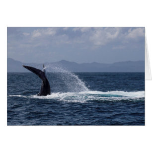 Humpback Whale Tail Splash