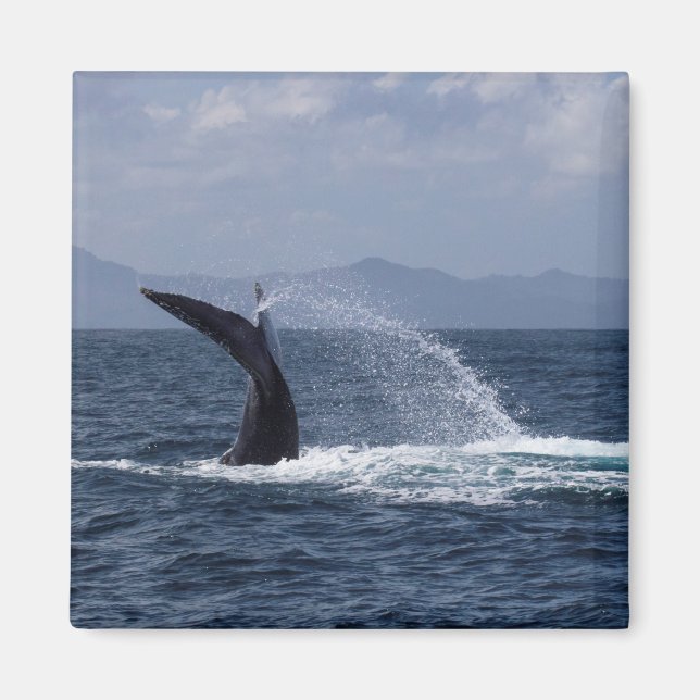 Humpback Whale Tail Splash Magnet (Front)