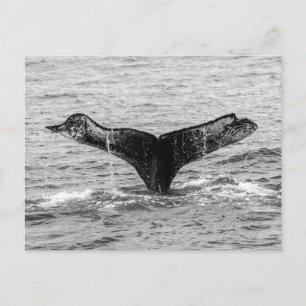 Humpback Whale Tail Splash - Wildlife Photography Postcard
