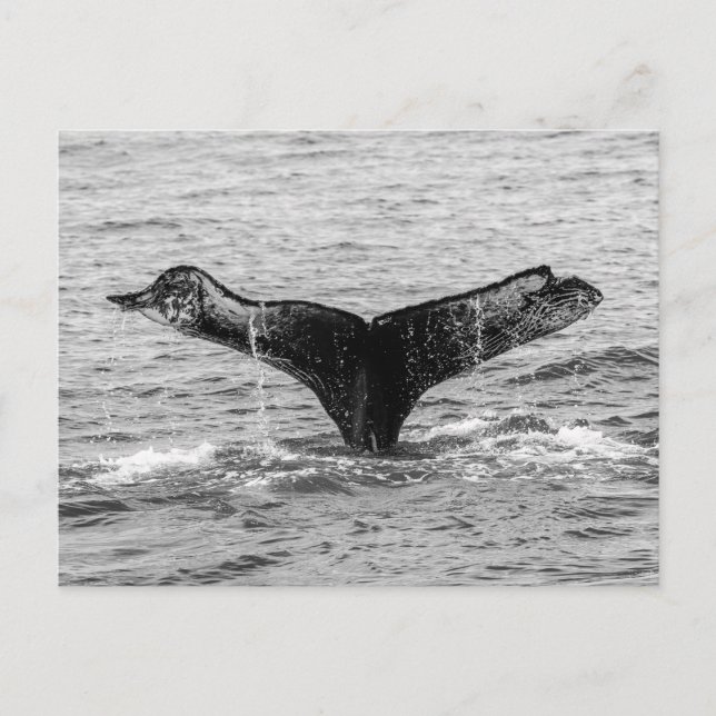 Humpback Whale Tail Splash - Wildlife Photography Postcard (Front)