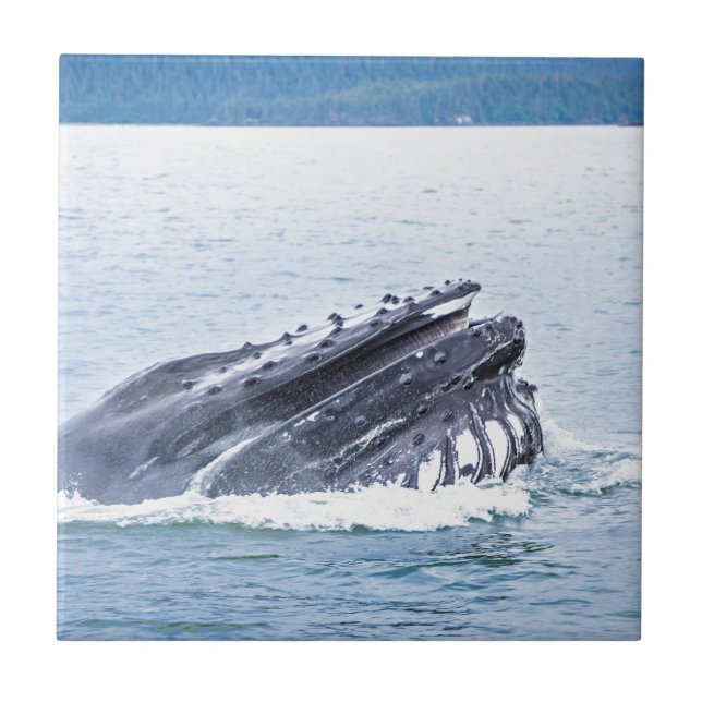 humpback whale tile (Front)