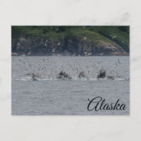 Humpback Whales Bubble Netting Alaska