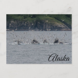 Humpback Whales Bubble Netting Alaska Postcard