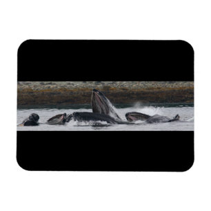 Humpback whales feeding magnet
