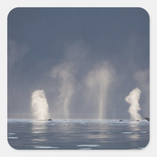 Humpback Whales Megaptera novaeangliae) Square Sticker