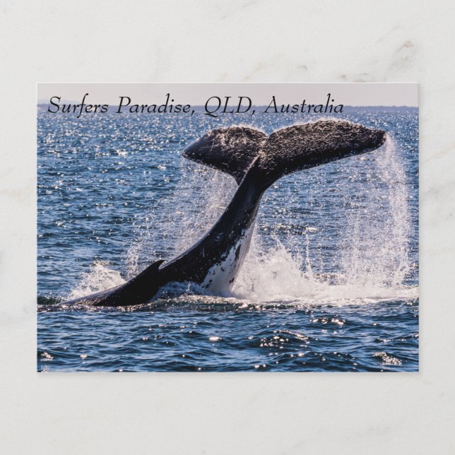 Humpback Whales Surfers Paradise Pacific Ocean Postcard (Front)