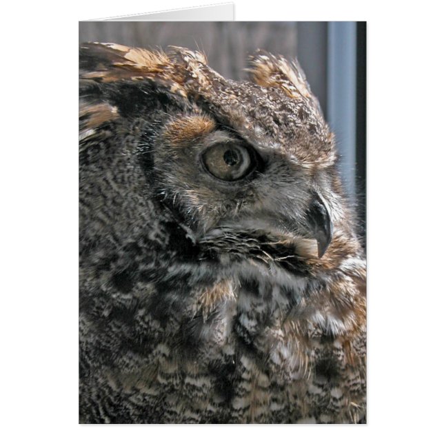 Humphrey (Front)