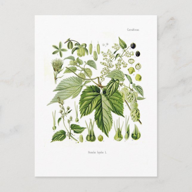 Humulus lupulus (Hop) Postcard (Front)