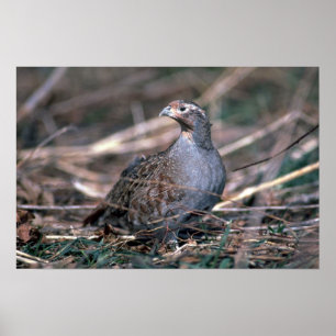 Hungarian partridge poster