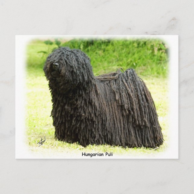 Hungarian Puli 8W48D-03 Postcard (Front)