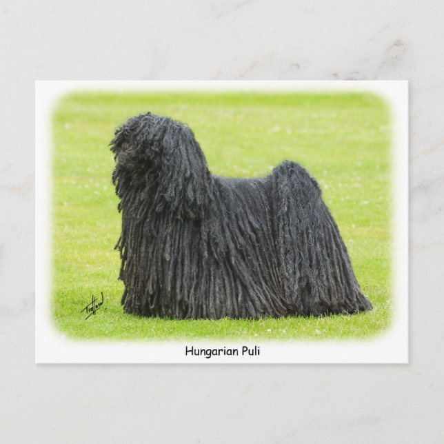 Hungarian Puli 9R71D-101 Postcard (Front)
