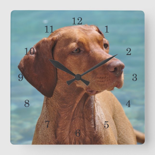 Hungarian Vizsla Dog Square Wall Clock (Front)