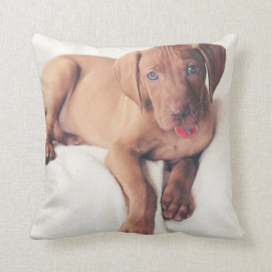 Hungarian Vizsla Puppy Cushion