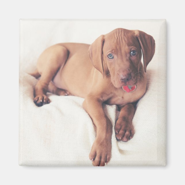 Hungarian Vizsla Puppy Magnet (Front)