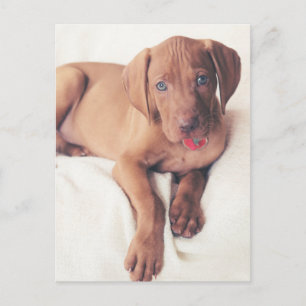 Hungarian Vizsla Puppy Postcard