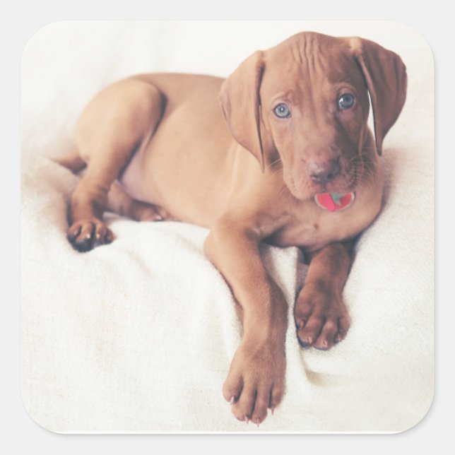 Hungarian Vizsla Puppy Square Sticker (Front)