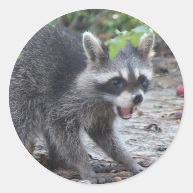 hungry Baby Racoon Sticker (Front)